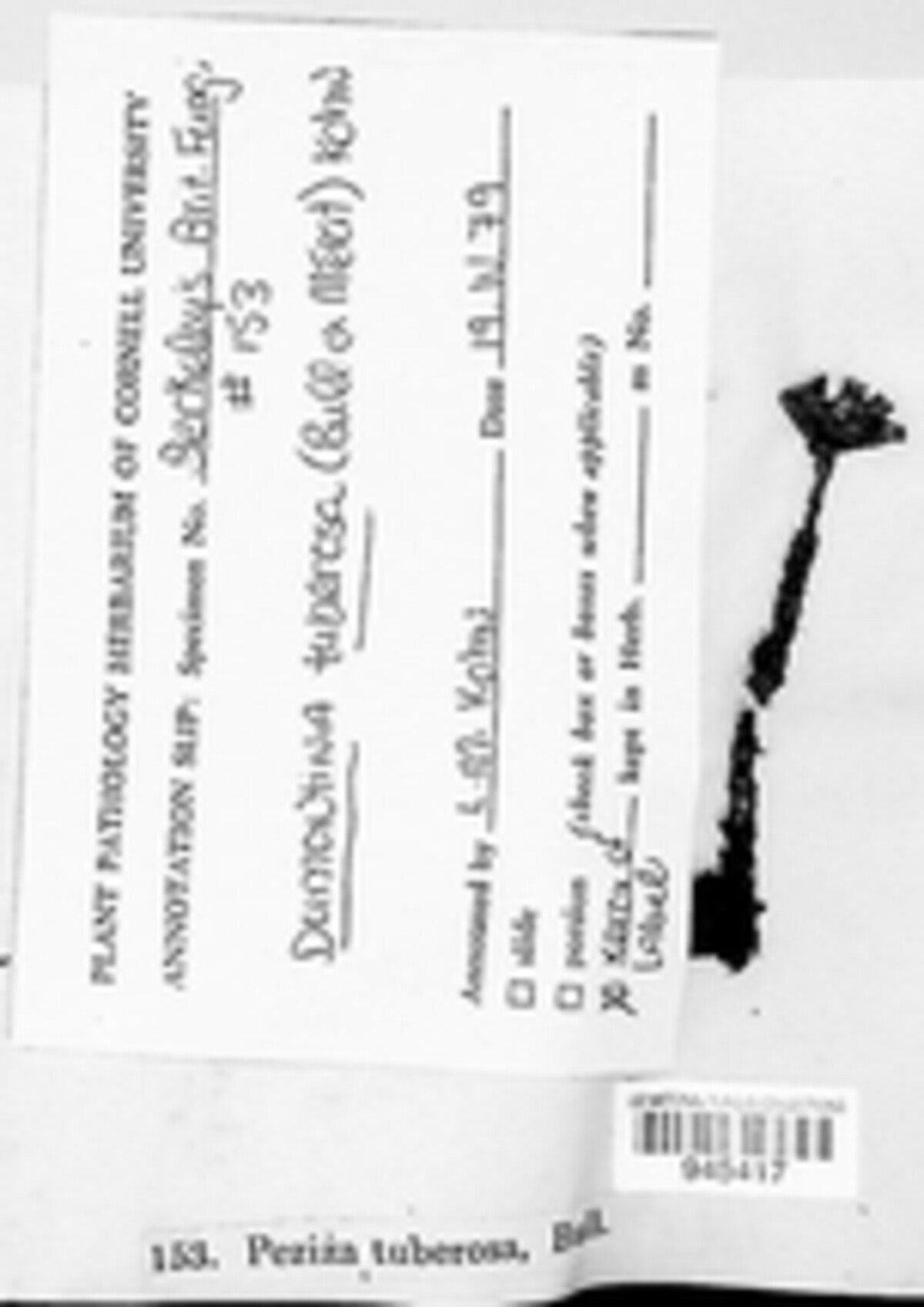 Dumontinia tuberosa image
